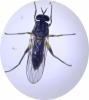 Solva marginata